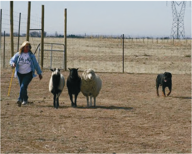 Upright or loose eyed herding example